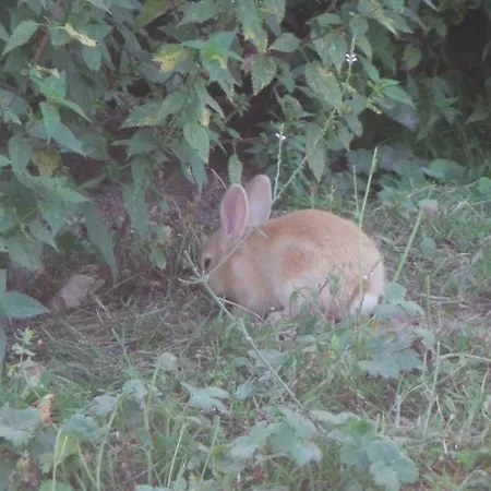 De La Canardiere * Gemaingoutte