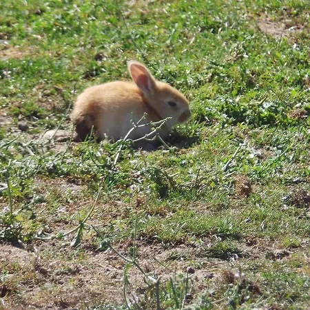Hotel De La Canardiere Gemaingoutte